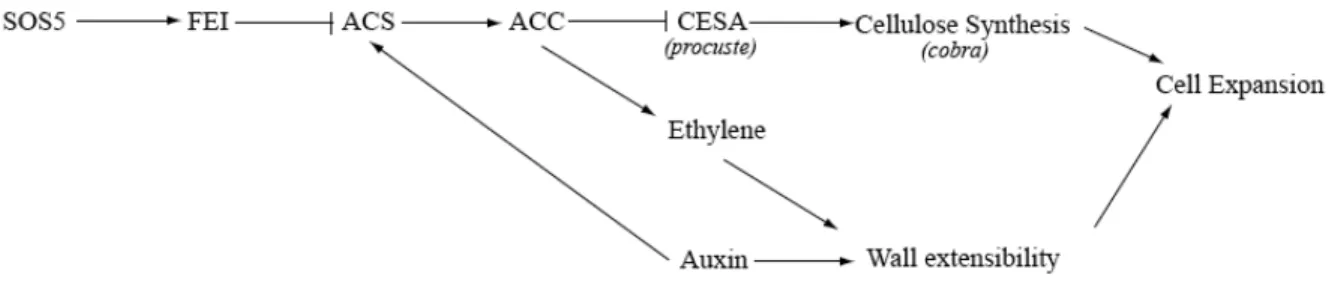Figure 2.9 Model of the FEI pathway. 