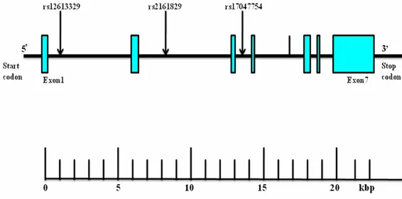 Figure 1. Structure of the human INSIG2 gene. The gene consists of seven exons (boxes) separated by six introns (lines; intergenic regions)