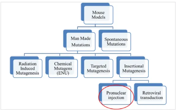 Figure 1.3. Types of CP murine models. CP mutations studied in mice are either spontaneous  (no intervention) or Induced (i.e
