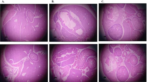 Figure 2.5. Histological analysis (H&amp;E stained sections) of some major organs A. Liver B