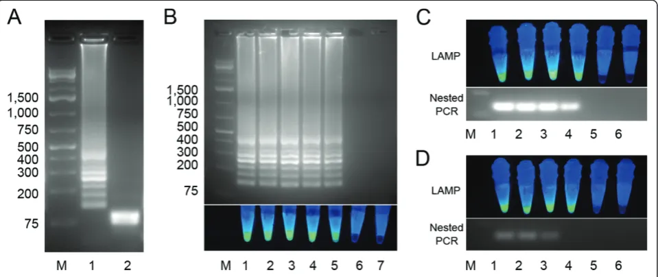 Figure 3 Detection limit ofDDW and tested by LAMP and nested PCR: M: DNA ladder, 1, undiluted, 2: 1:10, 3, 1:100, 4, 1:1,000, 5, 1:10,000; 6, DDW