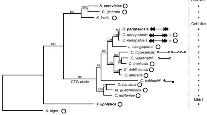 Figure 6 Phylogenetic tree illustrating the distribution of various types of mtHMG proteins and variability of the form of mitochondrial genomes in selected yeast species
