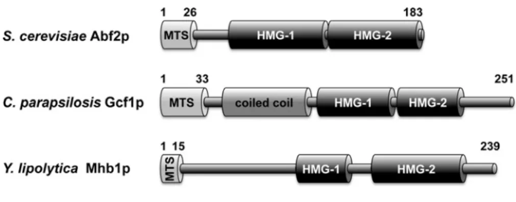 Figure 1 Yeast mtHMG proteins