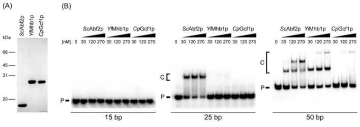 Figure 2 Purified yeast mtHMG proteins differ in their ability to bind dsDNA of various lengths