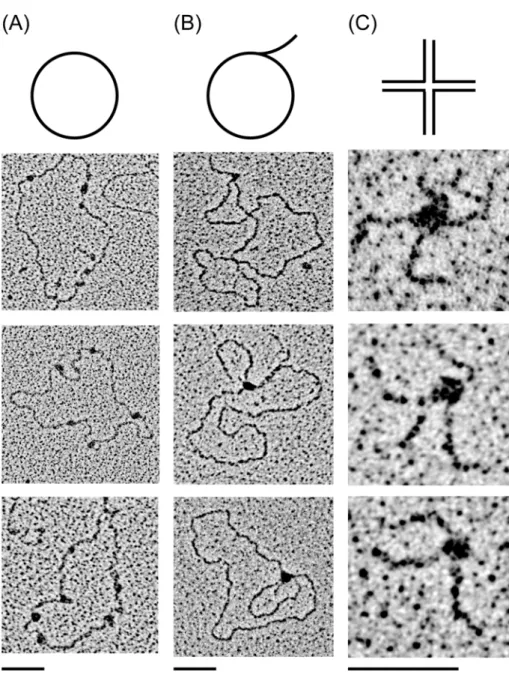 Figure 3 ScAbf2 protein exhibits a binding preference for RF and HJ