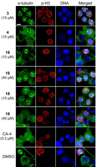Figure 3. Effects of compounds on microtubule and spindle formation in KB-VIN cells in a dose  dependent manner