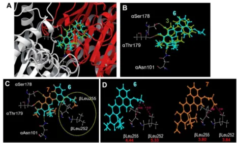 Figure 5. Docking model of 4′-analogues in the colchicine site