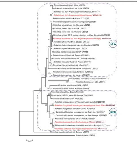 Fig. 1 Maximum-likelihood tree of spotted fever group (SFG: encircled with dashed line), Rickettsia felis group (RFG: encircled with dashed line)and other rickettsiae based on the gltA gene