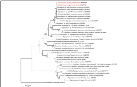 Fig. 2 Maximum-likelihood tree of haemotropic Mycoplasma spp. based on the 16S rRNA gene