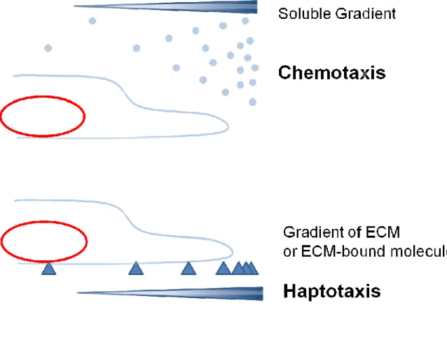 Figure 1 Models showing chemotaxis vs haptotaxis