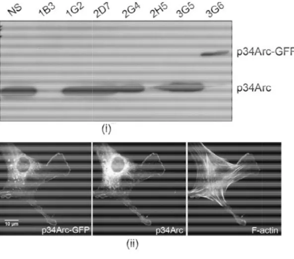 Figure 2 Characterization of p34