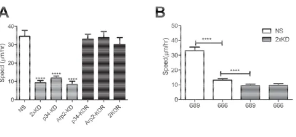 Figure 7 Loss of Arp2/3 activity leads to decreased cell 