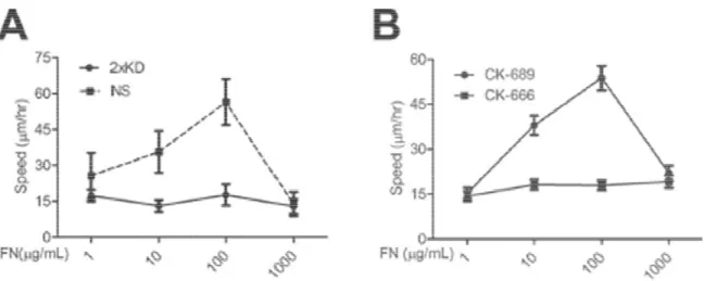 Figure  14  Arp2/3  complex  depleted  cells  changing ECM  