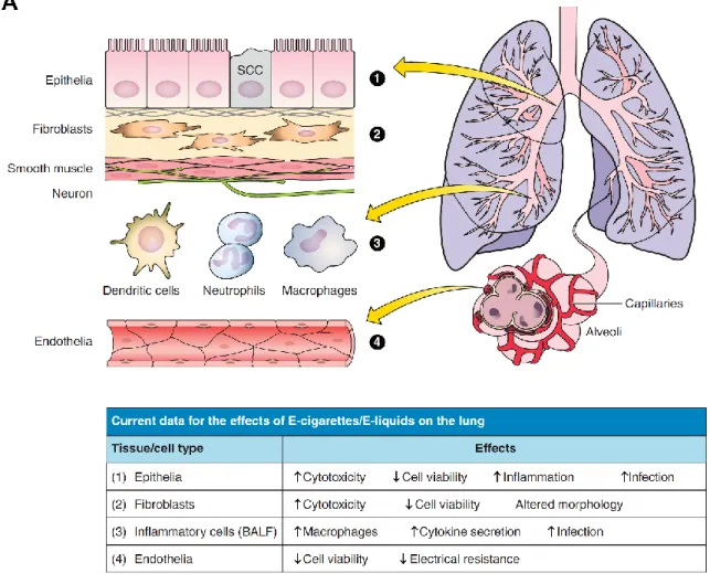Figure 1.3.  Summary of the effects of e-cig and e-liquid exposures in pulmonary cell types