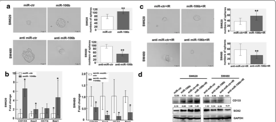 Fig. 2 MiR-106b enhances tumour-initiating cell capacity without or with IR. a miR-106b induces stem cell-like self-renewal properties