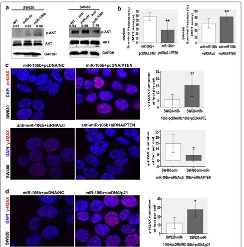 Fig. 4 MiR-106b mediating-radioresistance can be rescued by PTEN/PI3K-AKT and p21 pathway