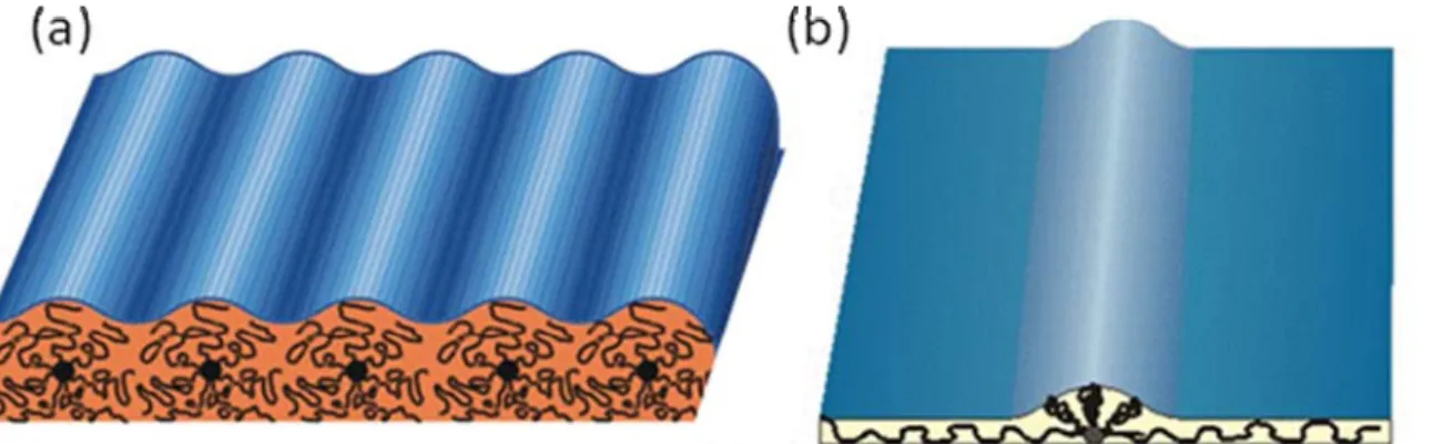 Figure 1.3 Conformations of a polymer brush on surface.   (a)  Cylindrical   
