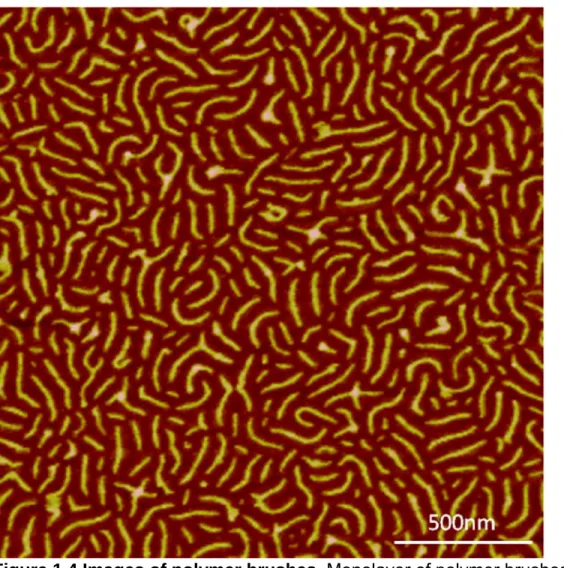 Figure 1.4 Images of polymer brushes. Monolayer of polymer brushes visualized by    AFM