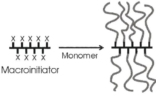 Figure 2.1 Grafting of side chains. schematic of grafting of side chains to the  macroinitiator