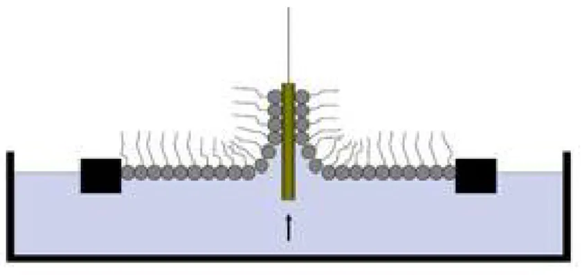 Figure 2.4 LB transfer. Schematic illustration of a LB transfer of monolayer to a  substrate