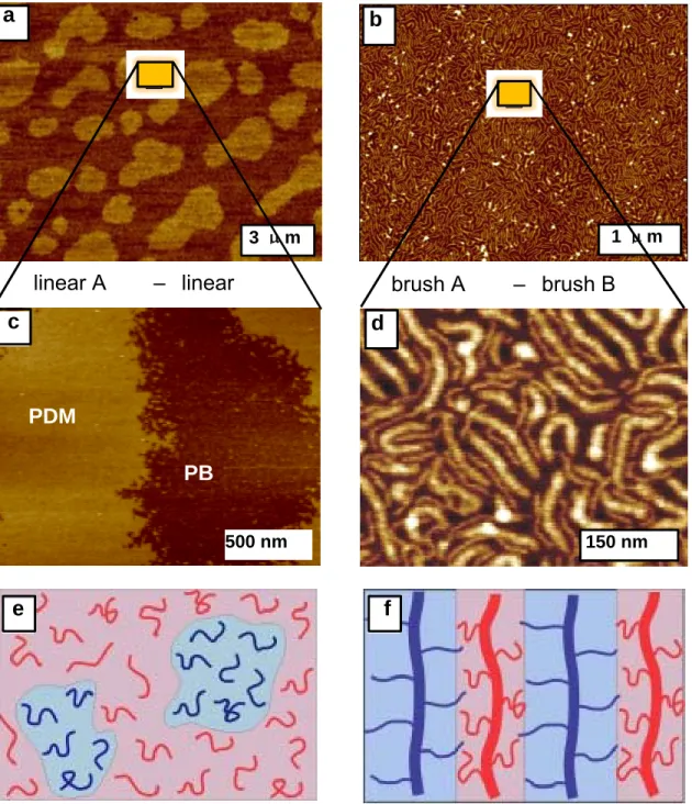 Figure 2.8  Comparison between linear and brush mixing    The AFM height image  of (a,c) linear PBA (Mn=2.26×10 5 ) mixed with linear PDMA (Mn= 2.31×10 5 ) transferred  to a mica substrate at 1mN/m,  (b,d) a 50/50 mol.% mixture of PBA (Mn=9.97×10 5 ) and  