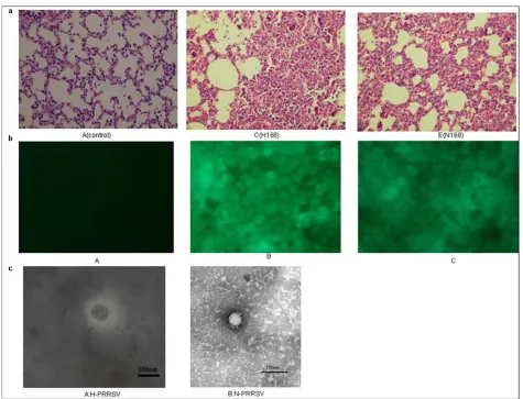 Figure 1 Identification of lungs infected with H-PRRSV and N-PRRSVtively, but not from those of uninfected negative control group