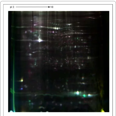 Figure 2 A representative 2D-DIGE picture of an overlay of three dye scan. Proteins were extracted as described and separated in pH 3-10 of 13 cm IPG strips for the first dimension and 12.5% acrylamide for the second dimension