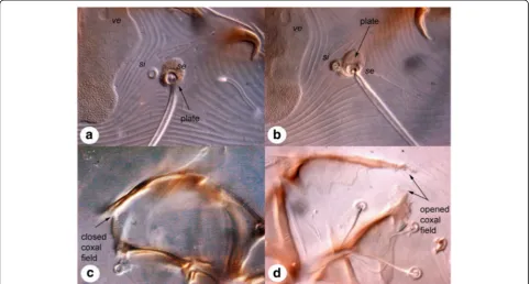 Fig. 1 Diagnostic characters of Caparinia tripilis and C. ictonyctis. a Position of seta si, female of C