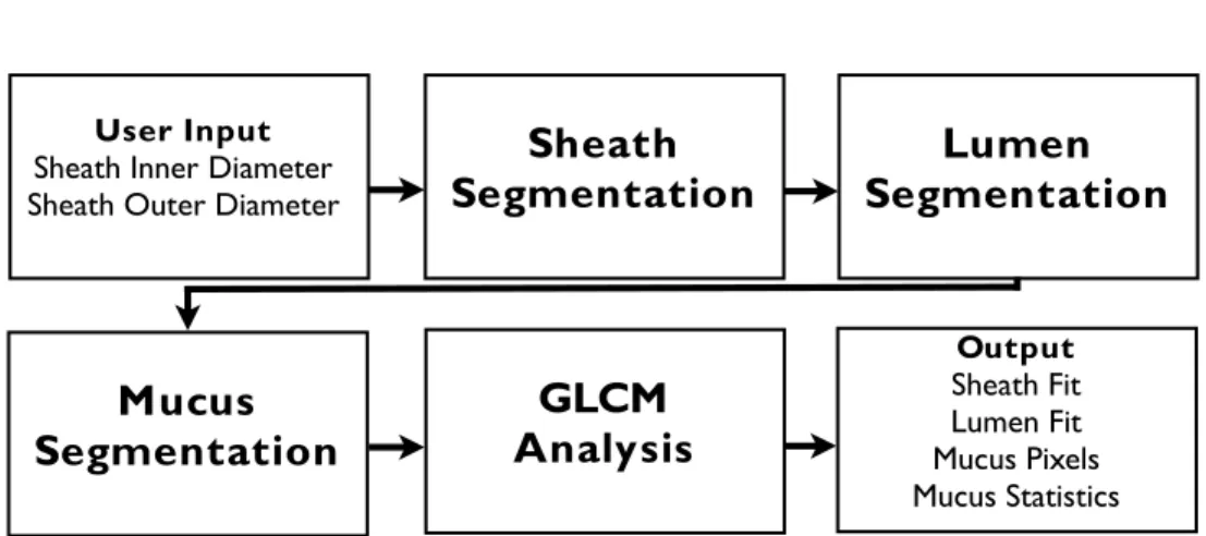 Fig. 1. Flow diagram illustrating the main steps of the segmentation and analysis algorithms