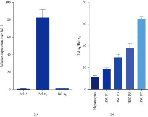 Figure 2: Gene expression of Bcl-x S and Bcl-x L in human HSCs. Real-time PCR analysis of RNA extracted from human HSCs of different passages