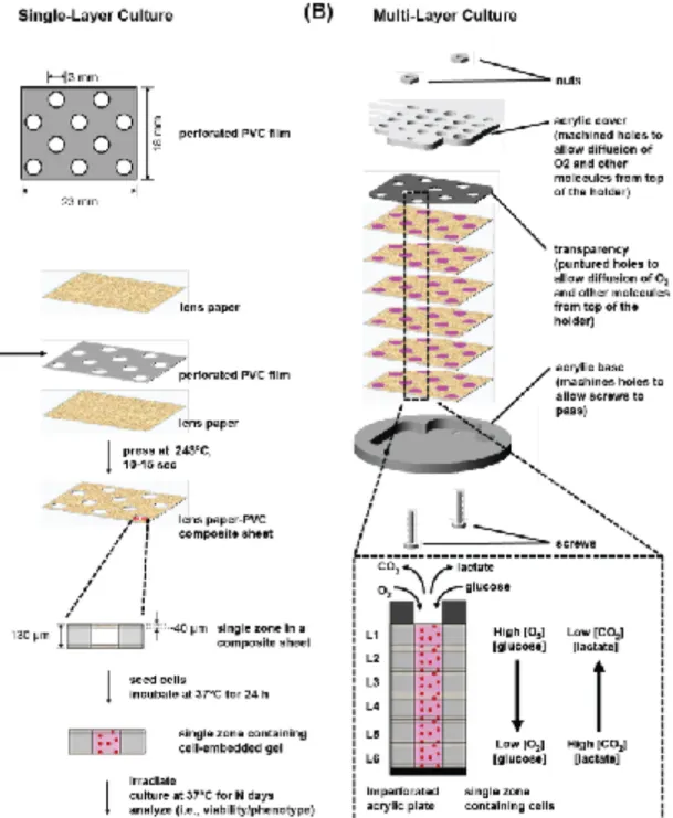 Figure 1. Cell-in-Gels-in-Paper Cultures for Radiotherapy Assays. (A) Schematic  representation of the fabrication of single-layer composite sheets used in the irradiation  experiments