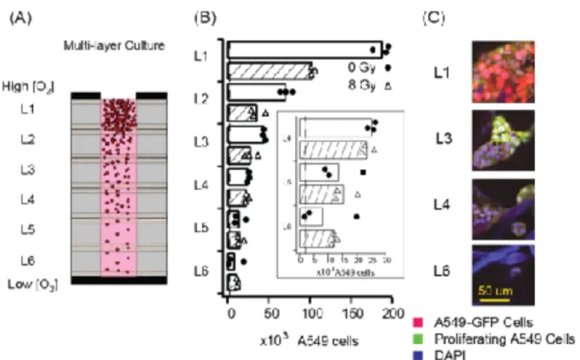 Figure 3. Radiation Response of Cells in Multi-layer Cultures of A549 Cells (A) Scheme  representing a column of cells in a zone of the multilayer stack