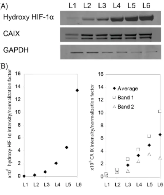 Figure 4. Hydroxy-HIF1-α and CAIX Expression of A549 Cells in Multi-layer Cultures  Using Western Blot (A) Images of blots of A549 lysates carried out for hydroxy-HIF-1α, CAIX  and GAPDH (loading control)