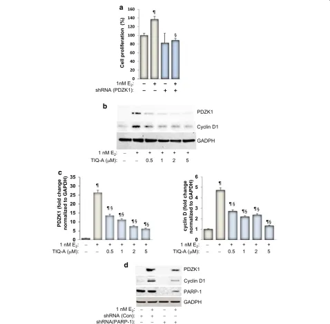Figure 2 Effect of PARP inhibition on Esubjected to immunoblot analysis with antibodies to PDZK1, cyclin D1, PARP-1, or GAPDH