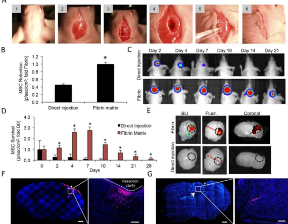 Figure 2. Fibrin scaffolds improve the retention and persistence of engineered hMSCs  transplanted into the postoperative surgical cavity