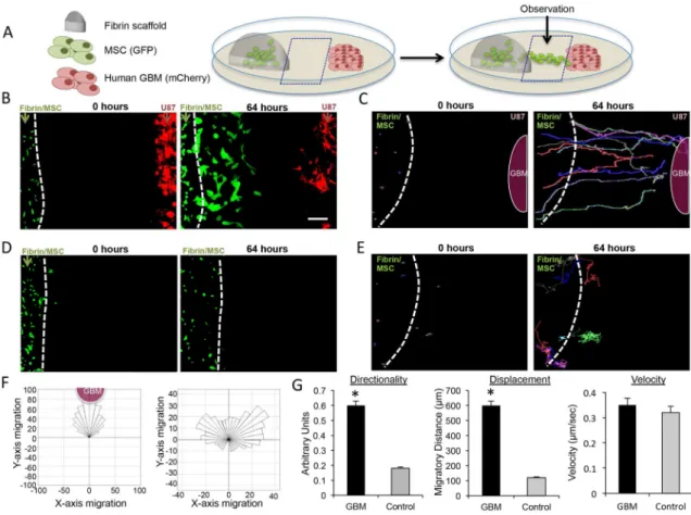 Figure 3. Fibrin matrices are permissive to the tumoritropic migration of engineered hMSCs The migration of fibrin-encapsulated stem cells to GBM cells was measured using  time-lapse motion analysis and under-agar culture system