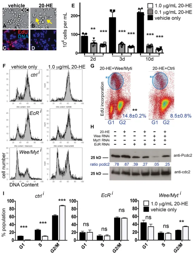 Fig. 1. Kc cell response to 20-HE involves a Wee/Myt-dependent cell cycle arrest in G2