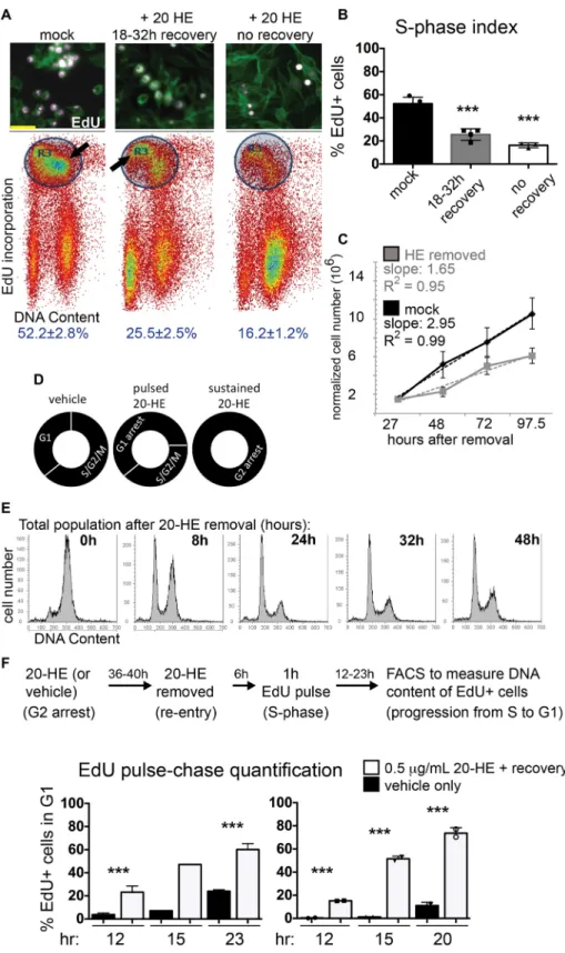 Fig. 2. 20-HE-induced arrest is reversible and leads to prolonged alterations in cell cycle dynamics