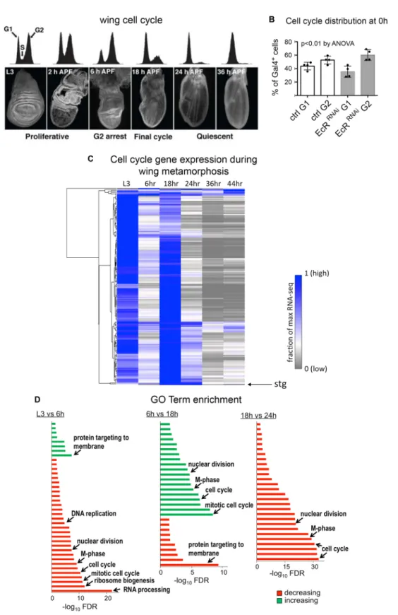 Fig. 3. Cell cycle changes during wing metamorphosis. (A) Drosophila wings undergo a temporary G2 arrest at 6 h after puparium formation (APF) followed by one additional cell cycle and a subsequent G1 arrest as indicated by flow cytometry on staged, dissec