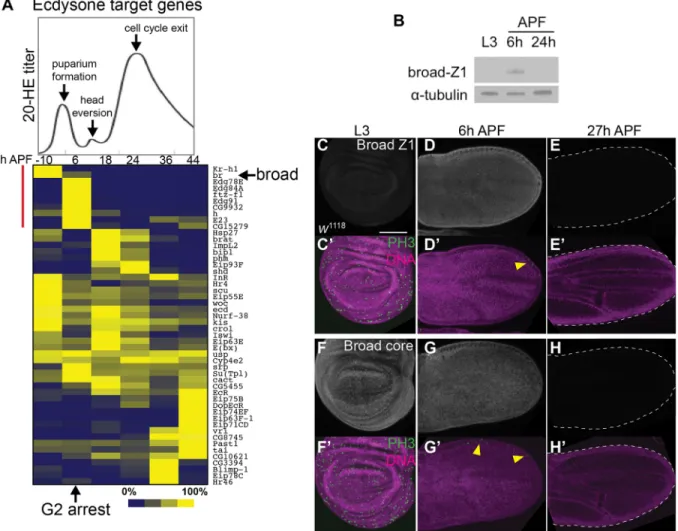 Fig. S2). Conversely, ectopic Broad-Z1 overexpression reduces Stg-GFP expression in the proliferating L3 wing (Fig