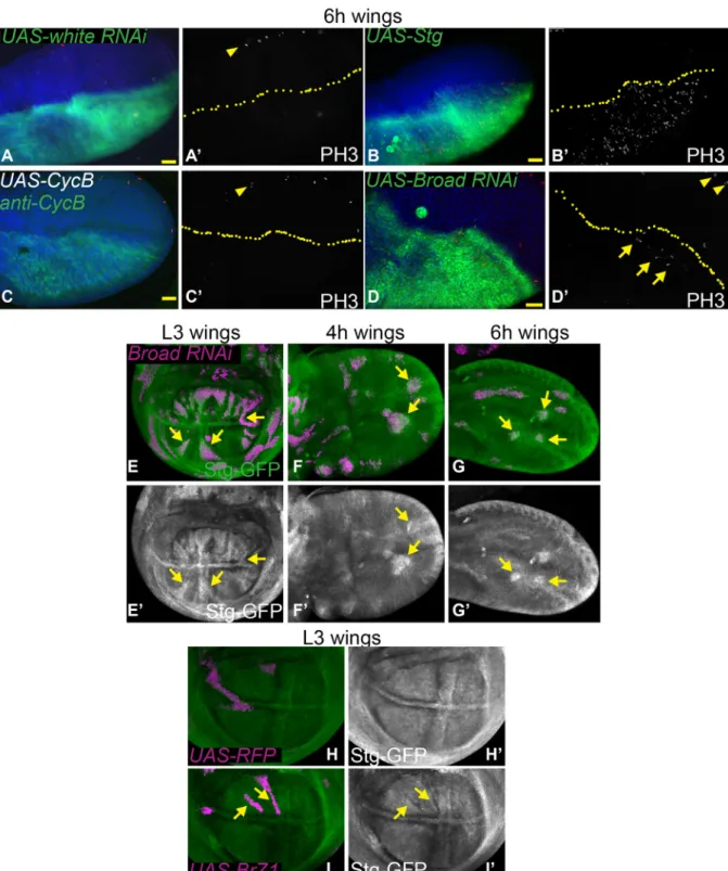 Fig. 5. The prepupal wing G2 arrest is partially dependent upon Broad regulation of String