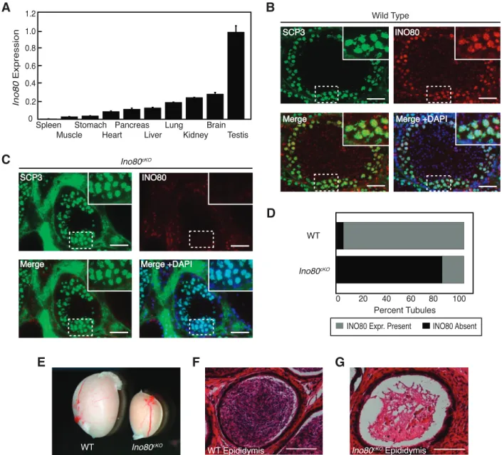 FIG. 1. INO80 expression during spermatogenesis. A) RT-PCR analysis of Ino80 mRNA expression from a panel of adult mouse tissues