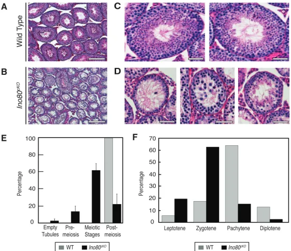 FIG. 2. Ino80 cKO spermatocytes stall in prophase I of meiosis. A, B) Low-magnification PAS-stained histological testis sections from 8-wk-old wild-type (A) and Ino80 cKO (B) littermate animals