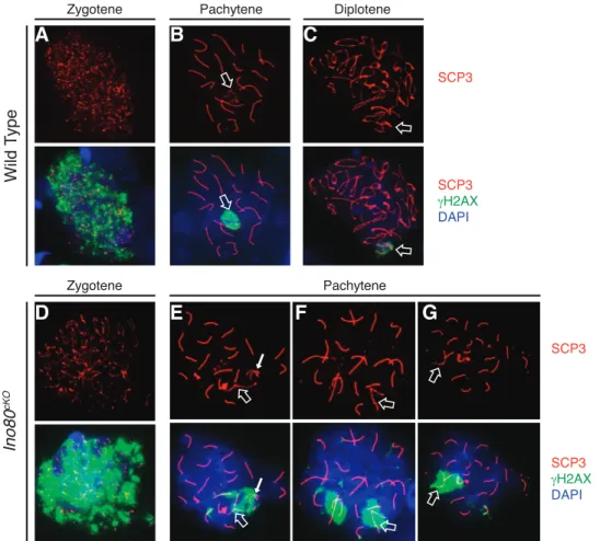 FIG. 4. Latent unrepaired DNA breaks in Ino80 cKO spermatocytes. Distribution of SCP3 (red) with cH2AX (green), a marker of DNA breaks in wild-type (A–C) and Ino80 cKO (D–G) spermatocyte spreads