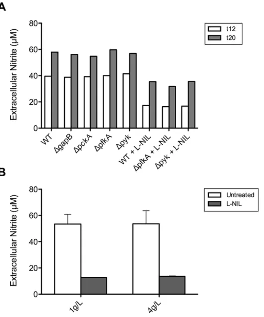 Figure  2.7.  NO·  Production  in  RAW  264.7  Cells  is  Not  Affected  by  Mutations  in  S