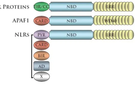 Figure 1.1 - NLR proteins are structurally similar to the pro-apoptotic protein APAF1 and the plant cell- cell-death mediating NBS-LRR proteins