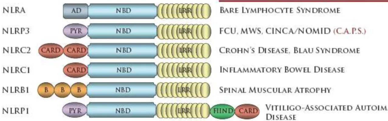 Figure 1.2 - Mutations in NLRs have been identified in several human diseases.  