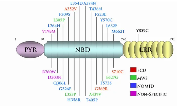 Figure 1.3- NLRP3 disease associated mutations cluster within or proximal to the nucleotide binding  domain