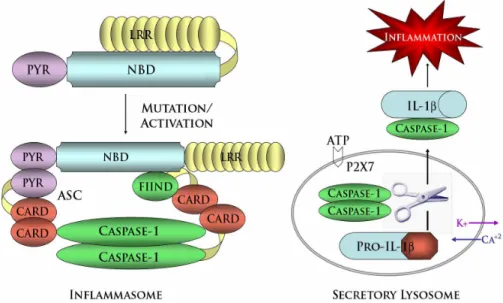 Figure 1.4 – Depiction of the NLRP3 inflammasome 