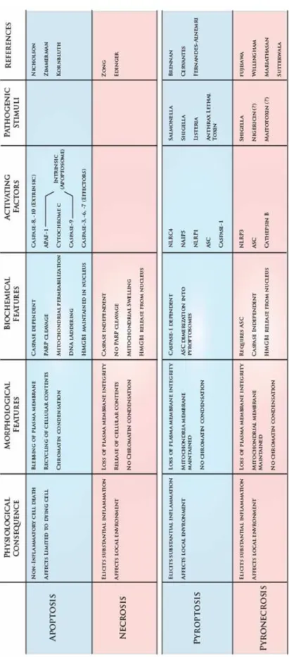 Table 1.3 – A comparison of cell death pathways 